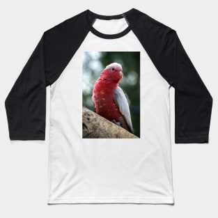 Curious Galah Baseball T-Shirt